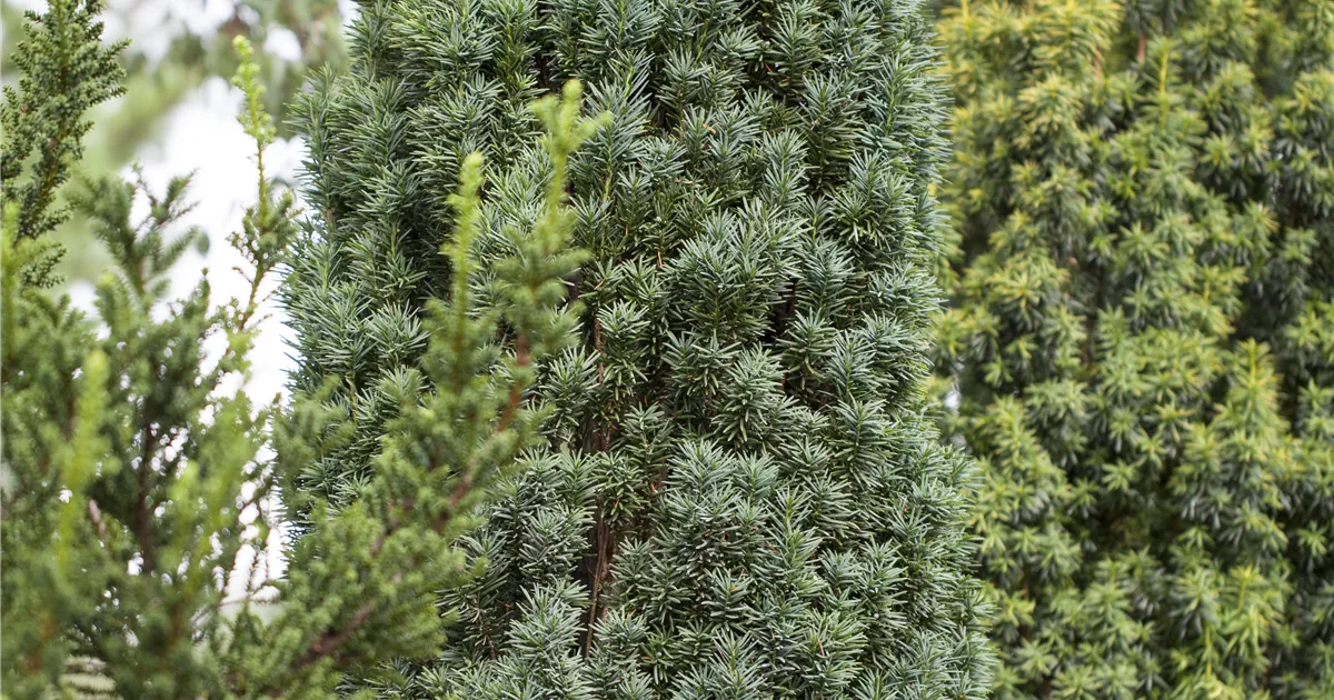 Taxus baccata 'Fastigiata Robusta', Schmale Suleneibe - Baumschule &  Pflanzenvertrieb Brossmer