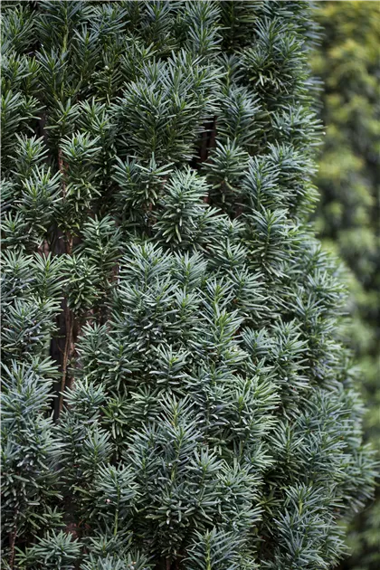 dellwarzen thuja tinktur SPA01 Verrusan Warzentinktur (Thuja) 10 ml äußerlich bei Warzen main image 1