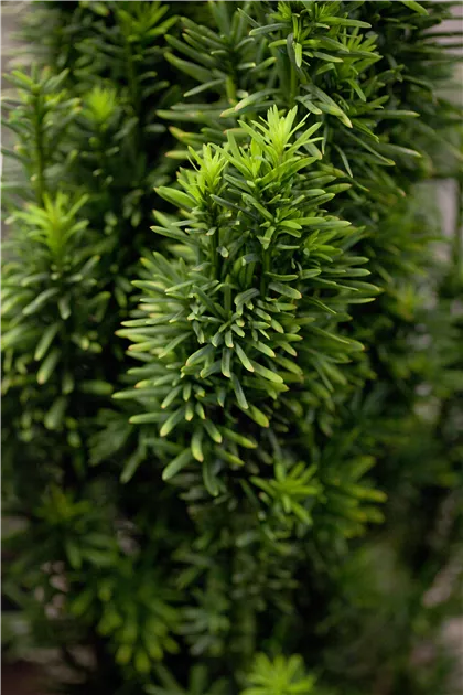 Taxus baccata 'Fastigiata Robusta', Schmale Suleneibe - Baumschule &  Pflanzenvertrieb Brossmer