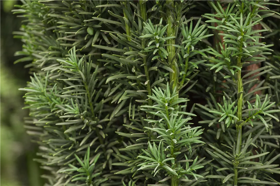 Taxus baccata 'Fastigiata Robusta', Schmale Suleneibe - Baumschule &  Pflanzenvertrieb Brossmer