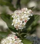 GS588764.jpg