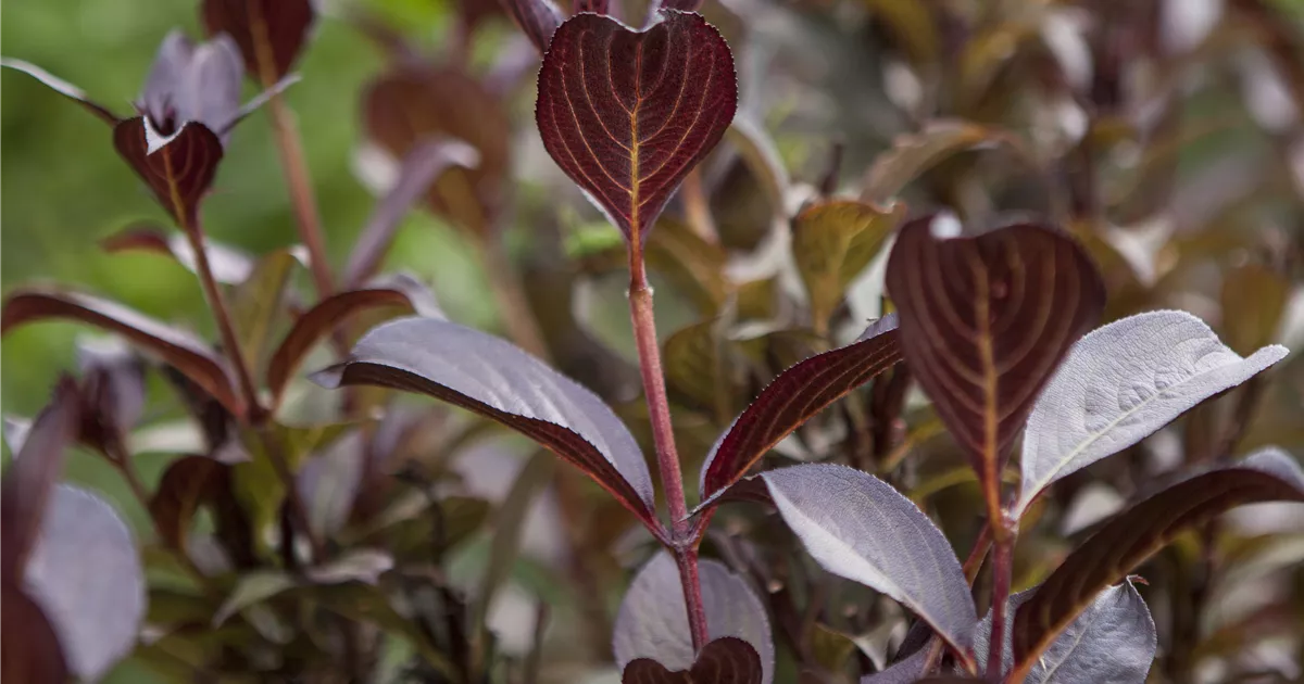 Weigela florida 'Purpurea'