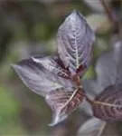 GS425847.jpg