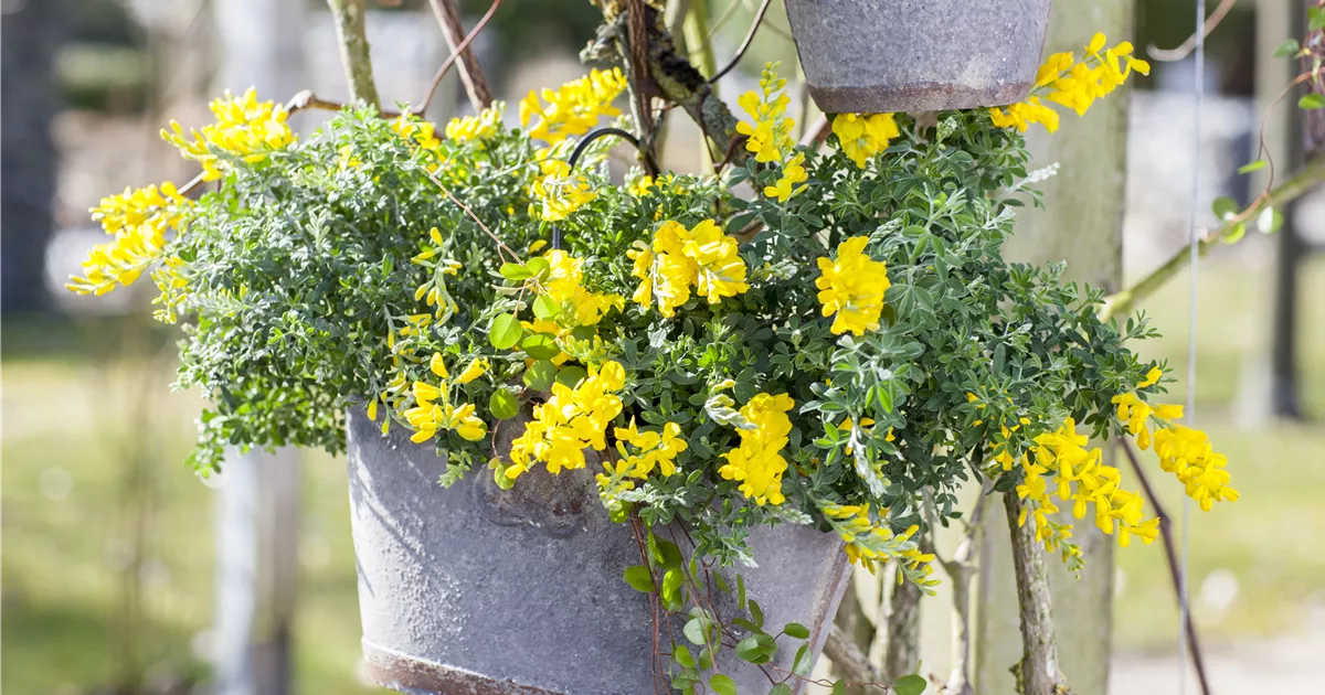 Cytisus decumbens