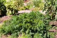 Taxus baccata 'Repandens'