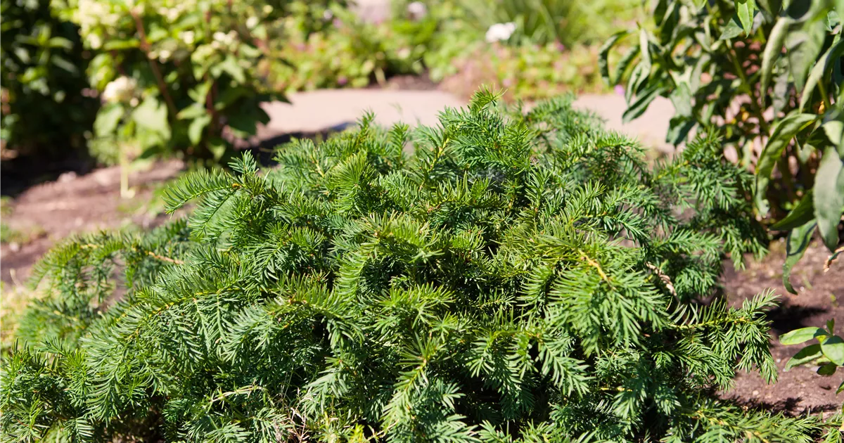 Taxus baccata 'Repandens'