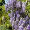 Wisteria floribunda
