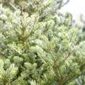 Abies koreana