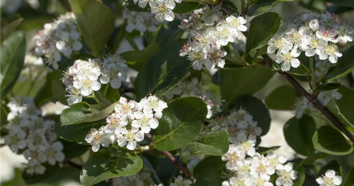 Aronia prunifolia 'Viking'