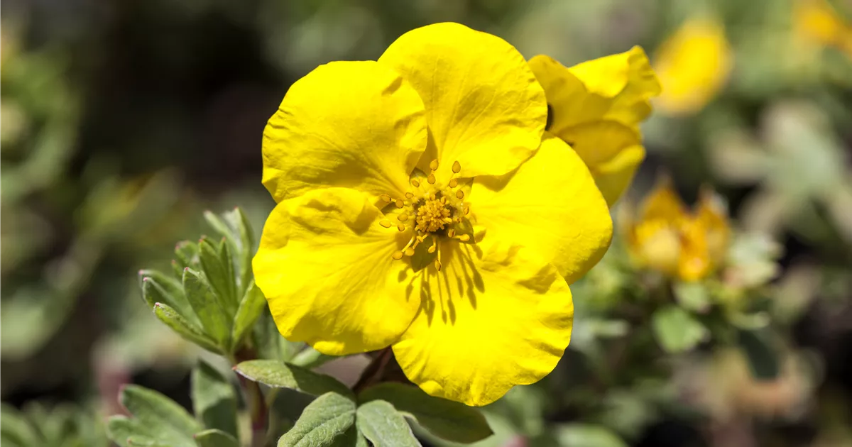 Potentilla fruticosa 'Goldteppich'