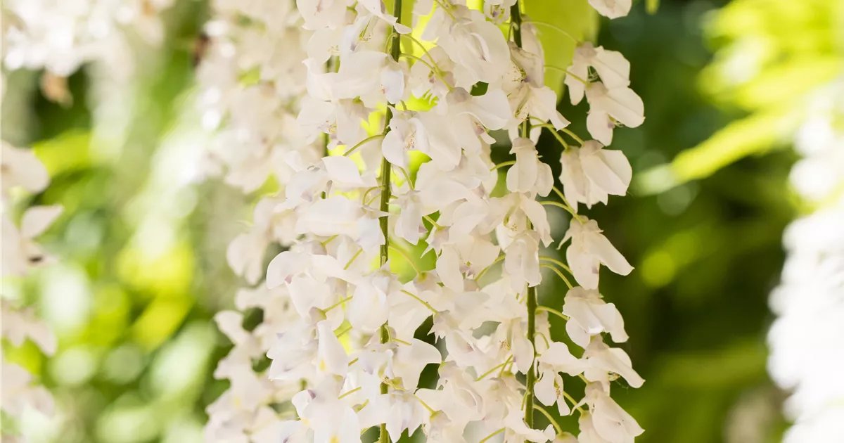 Wisteria floribunda 'Shiro Cap. Fuji'