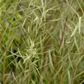 Salix rosmarinifolia