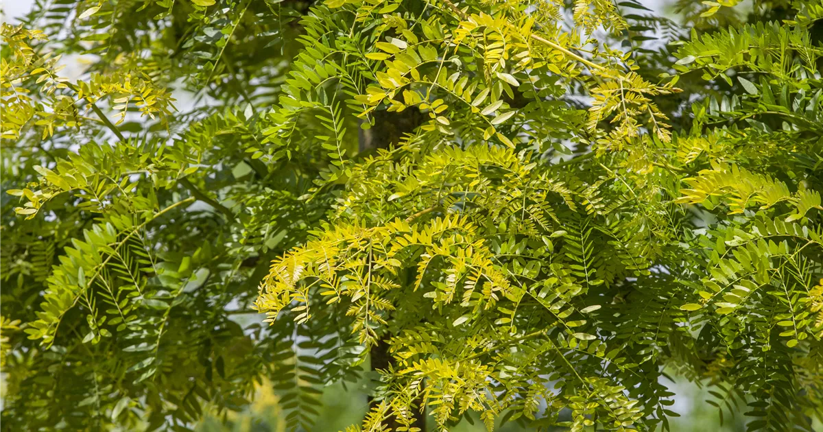 Gleditsia triacanthos 'Sunburst'
