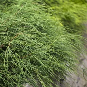Chamaecyparis pis.'Filifera Nana'