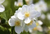 Philadelphus coronarius