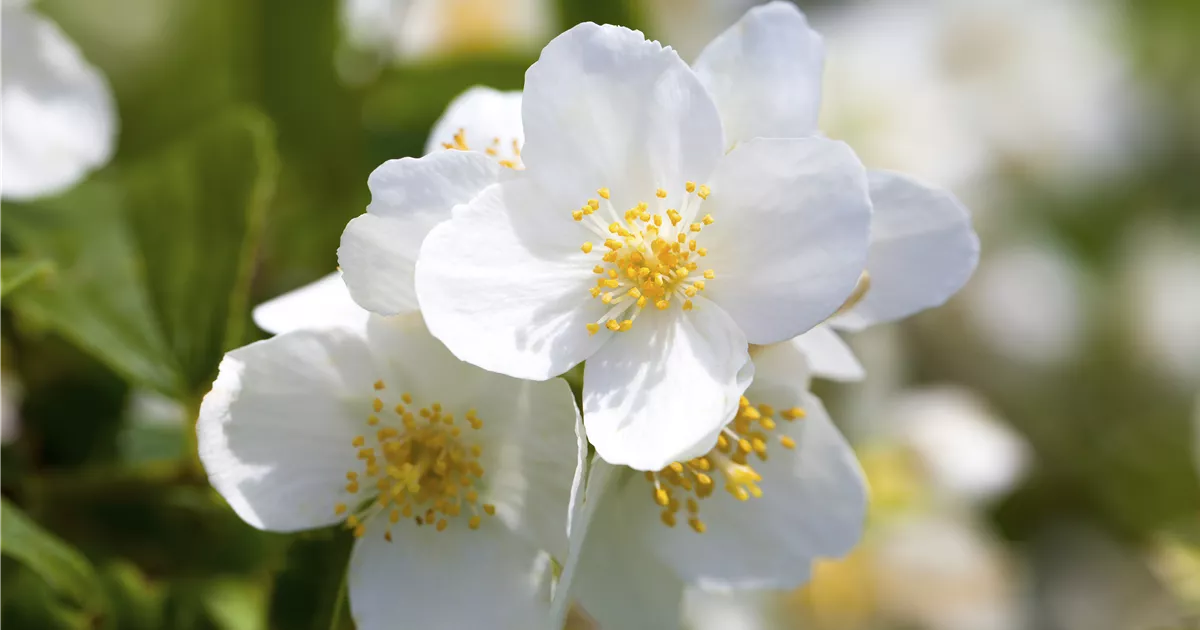 Philadelphus coronarius