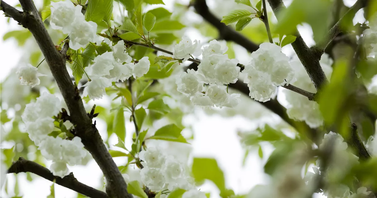 Prunus avium 'Plena'