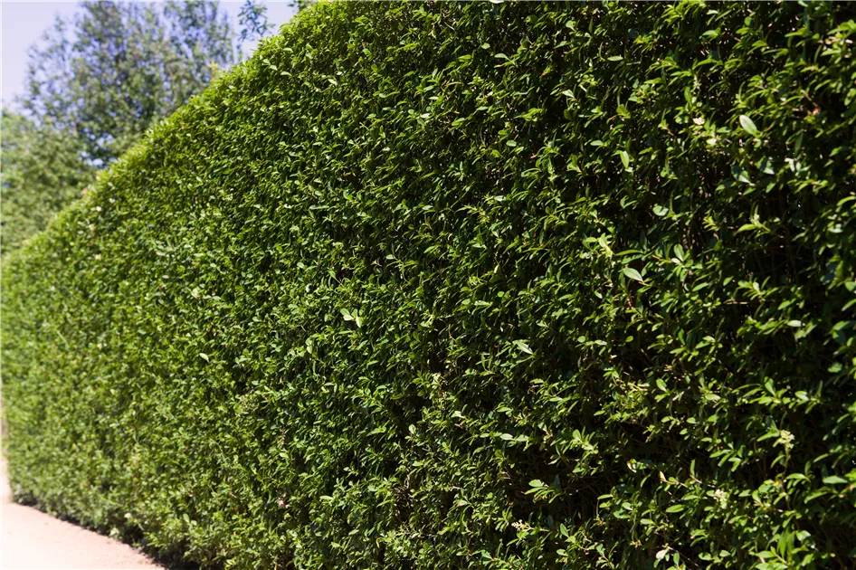 Ligustrum ovalifolium, Ovalblttr.Liguster - Baumschule & Pflanzenvertrieb  Brossmer