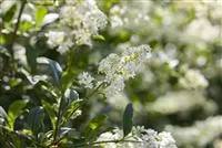 Ligustrum vulgare 'Lodense'
