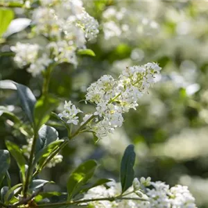 Ligustrum vulgare 'Lodense'