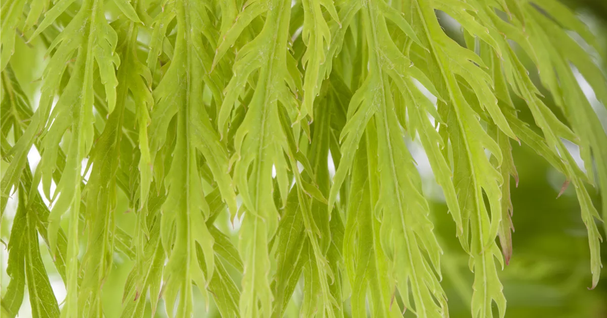 Acer palmatum 'Dissectum'
