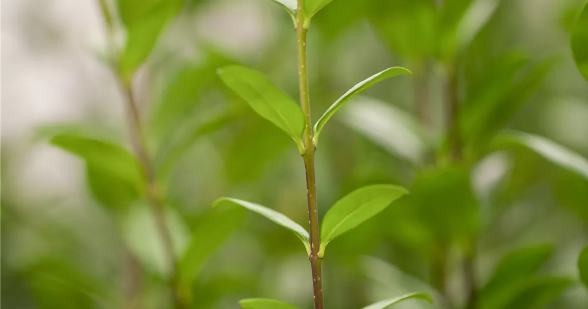 Ligustrum vulgare 'Atrovirens'