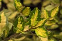 Elaeagnus ebbingei 'Limelight'