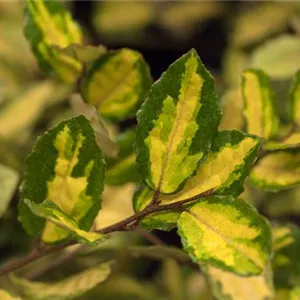 Elaeagnus ebbingei 'Limelight'