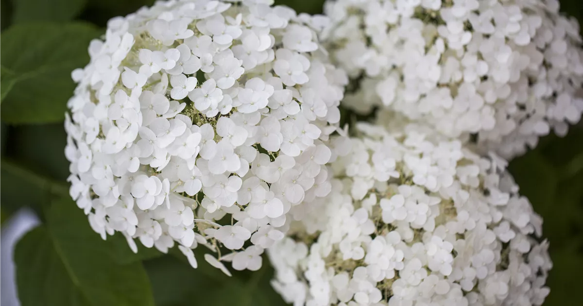Hydrangea arbor.'Strong Annabelle' -R-