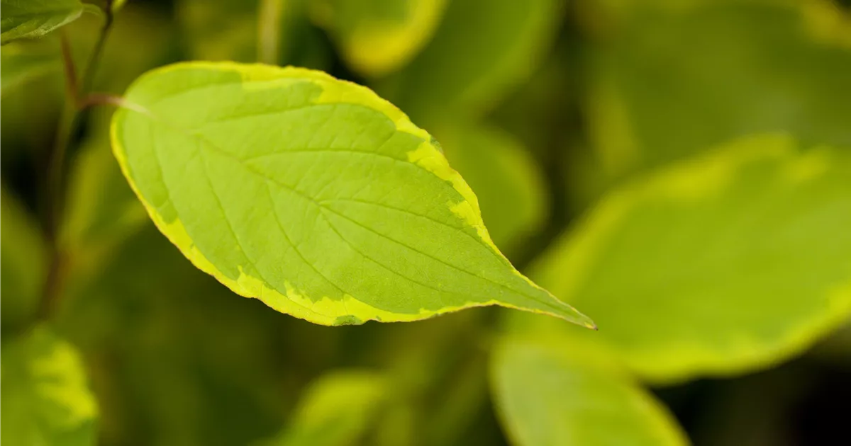 Cornus alba 'Spaethii'