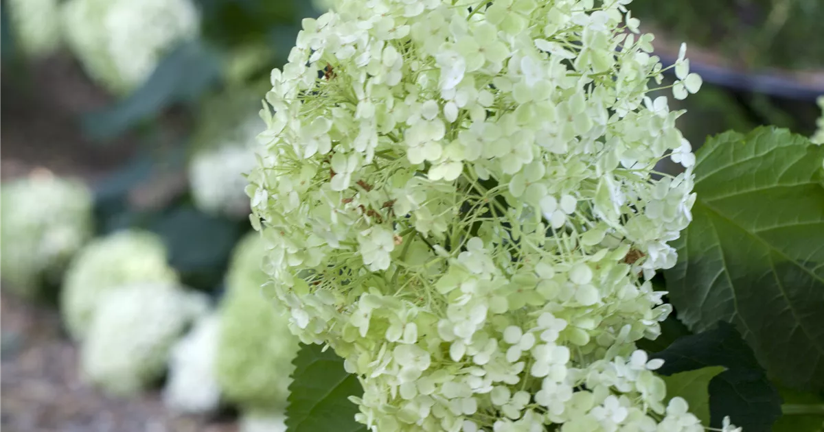 Hydrangea arbor. 'Annabelle'
