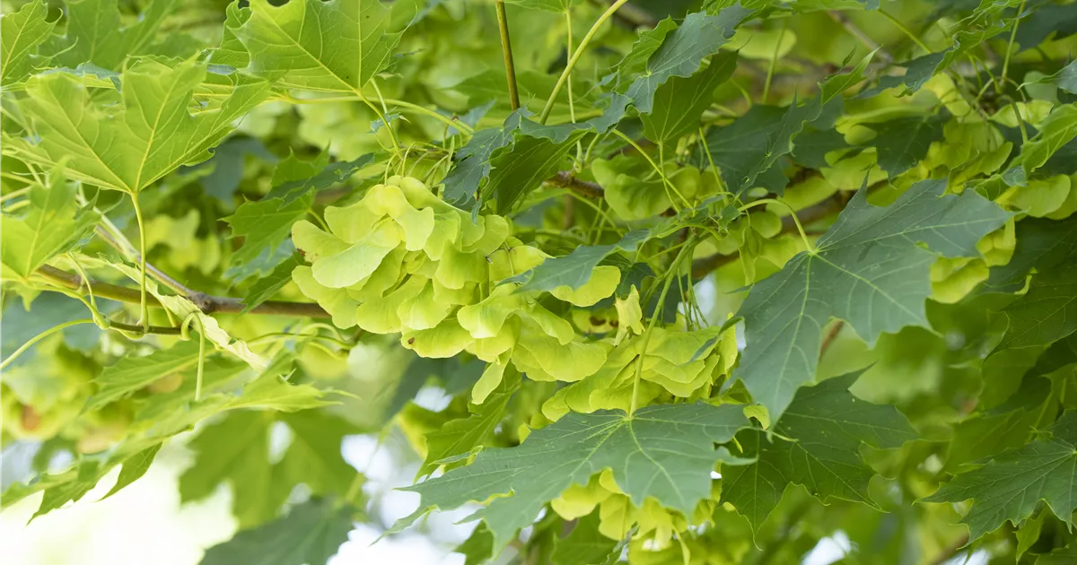 Acer platanoides 'Cleveland'
