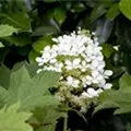 Hydrangea quercifolia