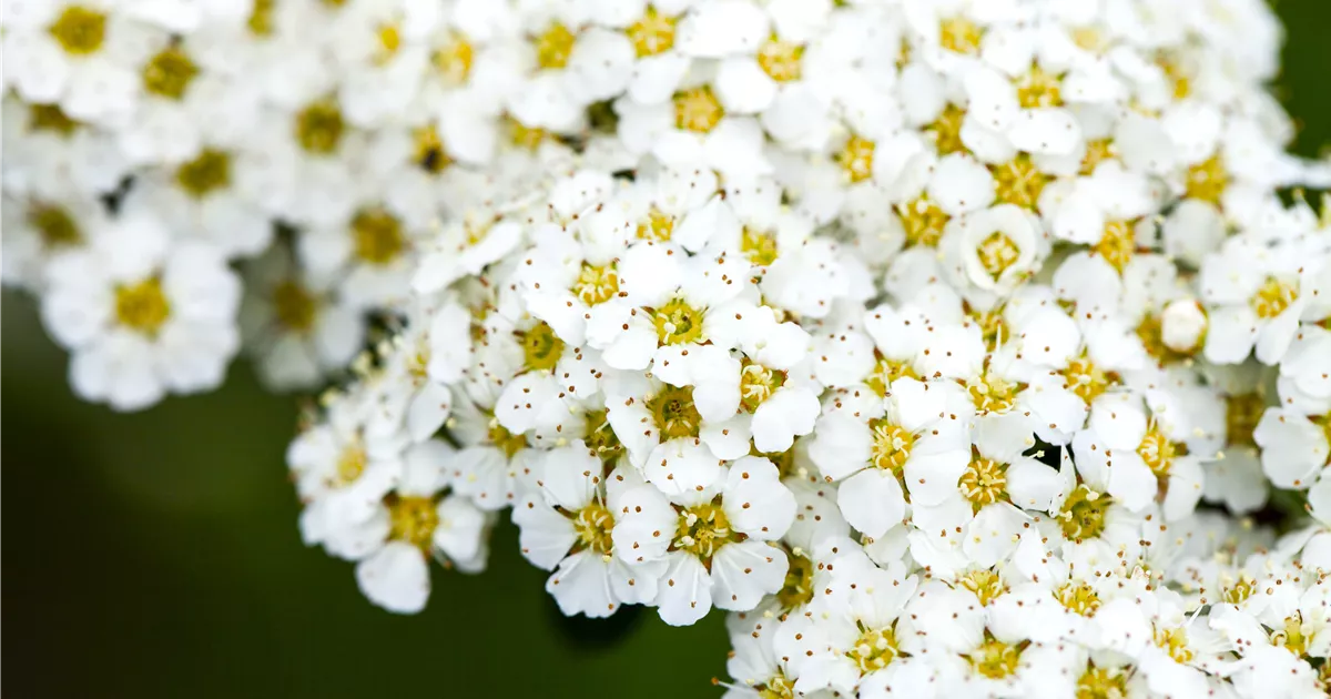 Spiraea arguta