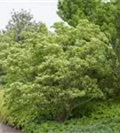 GS430058.jpg