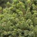 Picea glauca