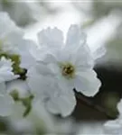 GS587389.jpg