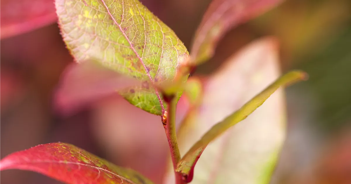 Vaccinium corymb.'Bluecrop' CAC