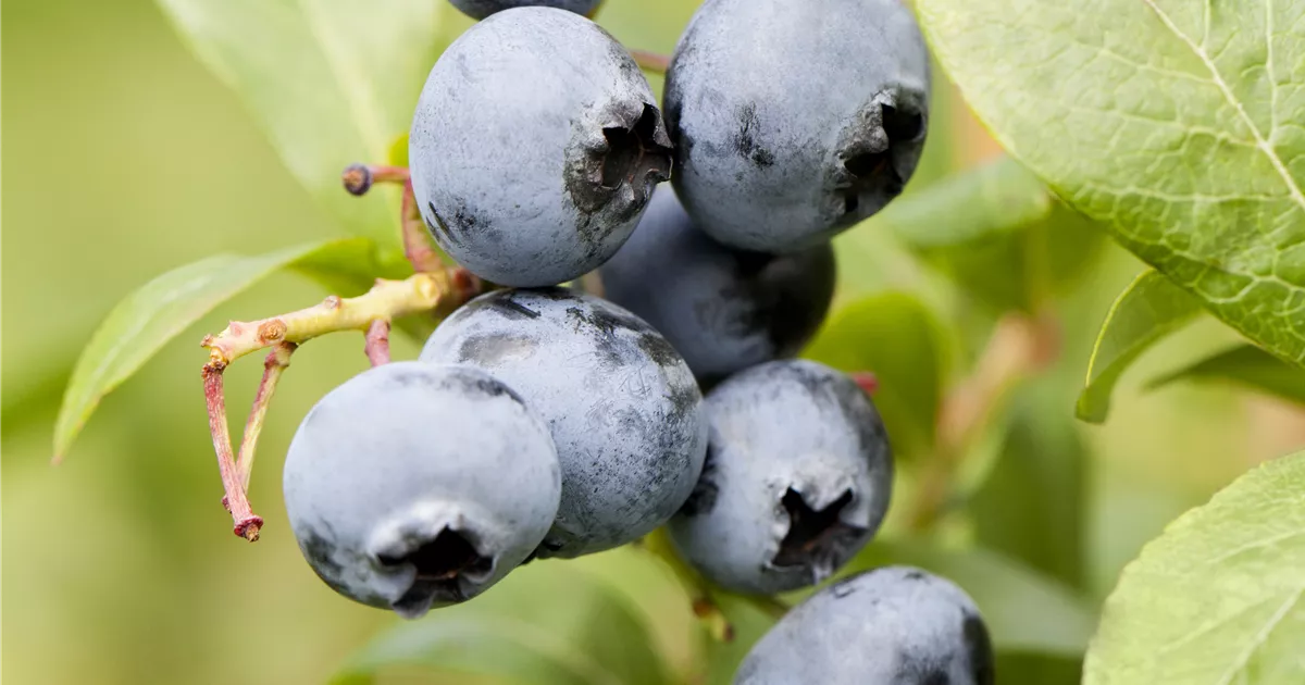 Vaccinium corymb.'Reka' -R- CAC