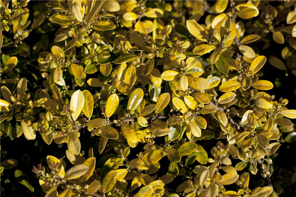 Ilex crenata 'Golden Gem', Gelber Berg-Ilex - Baumschule & Pflanzenvertrieb  Brossmer
