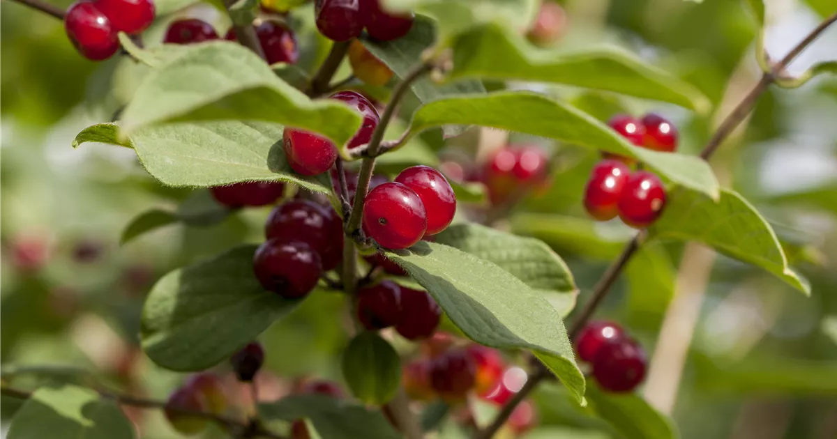 Lonicera xylosteum