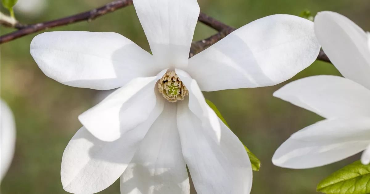 Magnolia kobus