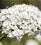 GS489554.jpg