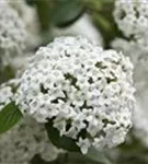 GS587133.jpg