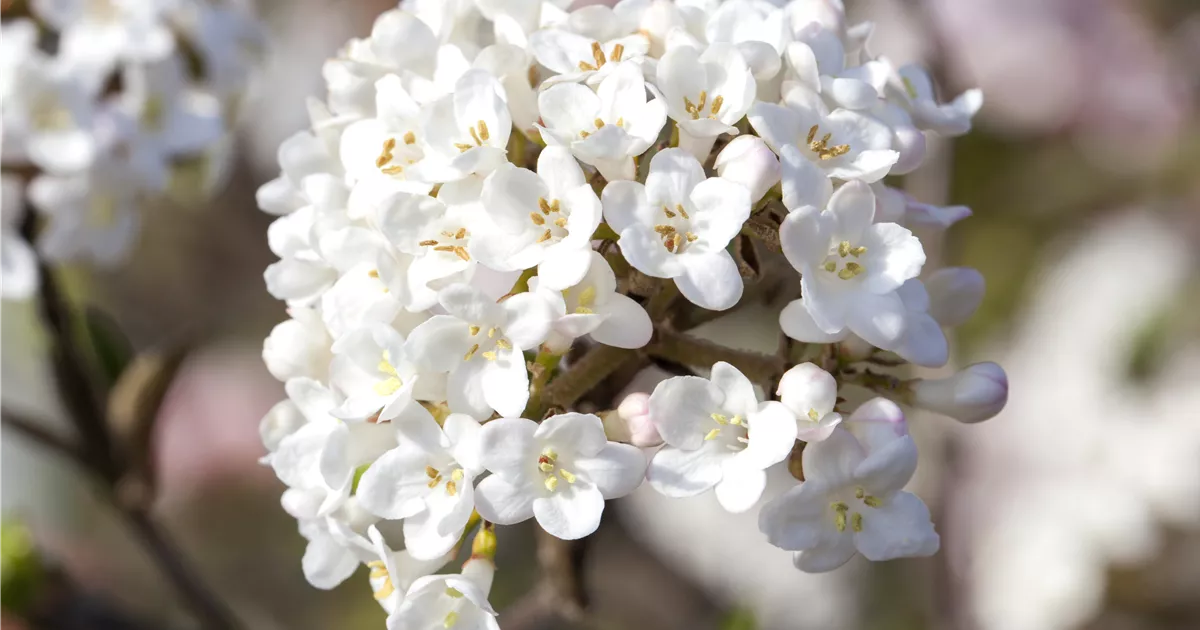 Viburnum carlesii 'Aurora'