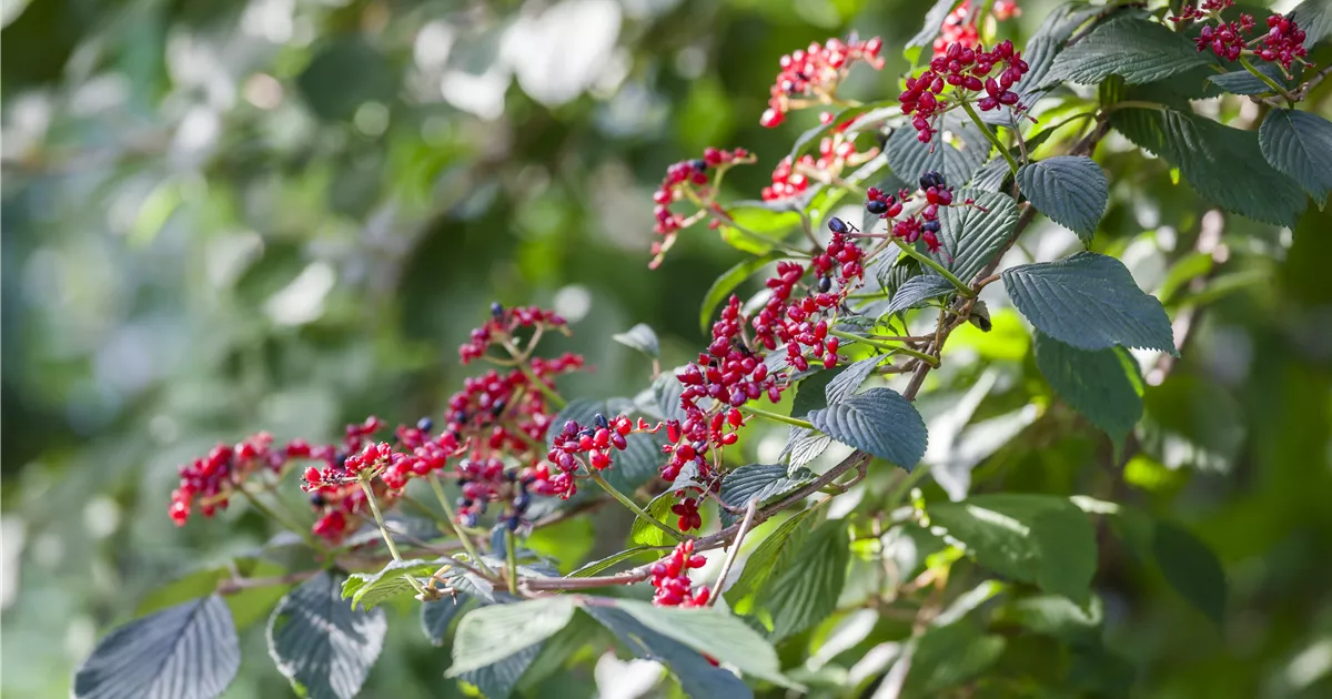 Viburnum lantana