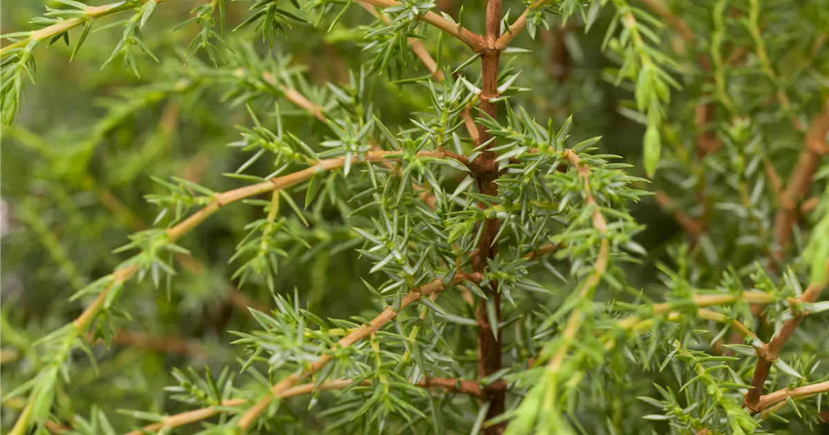 Juniperus com.'Hibernica'