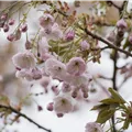 Prunus serrulata 'Shirofugen'
