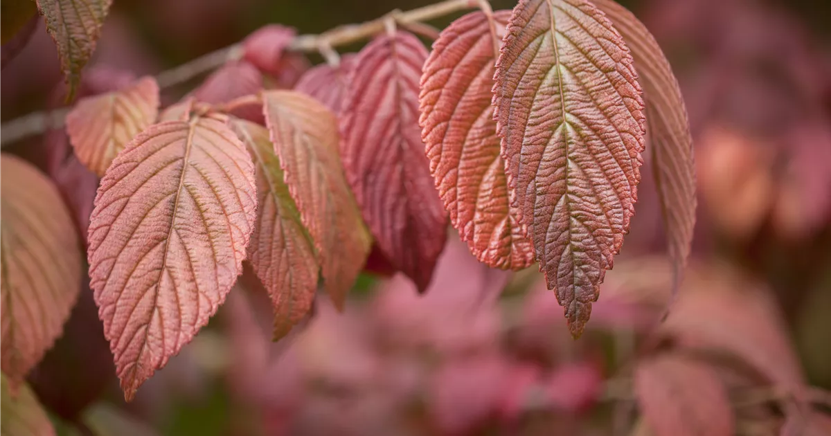 Viburnum plicatum 'Mariesii'