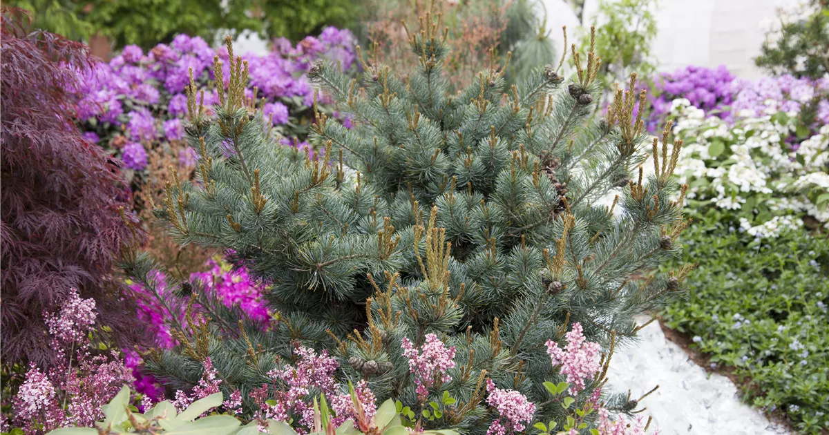 Pinus parviflora 'Negishi'